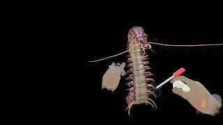 Killapede 😟 🐜 🥾 #oculusmedium #vrsculpting #vrart #millapede