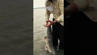 Fly fishing for sharptooth catfish in South Africa - &lsquo;WildFly&rsquo; on FishingTV