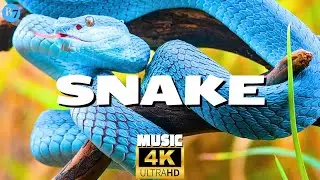 Змея - Ящерица - Хамелеон и Мир Рептилий | Мирная Музыка 4K UHD Видео
