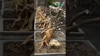 How To Make Bougainvillea Bonsai / Garden / Flowers Bloom / Rare Collection / Tips&nbsp; / grafted / grow