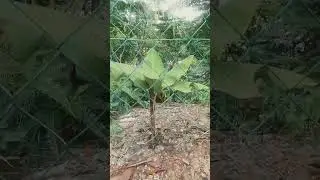 PISANG BANTUT DAH 1 TAHUN BARU BESAR NI JE