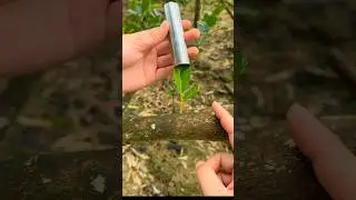 Innovative fruit tree grafting: Steel tube method #grafting #smartfarming #organicfarming