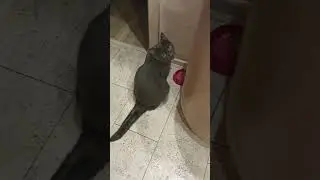 Не кормят кота