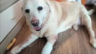 Лечим лапку...