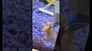 hamster sunroof trend lol #hamsters #sunroof #thirsty #trend #music #love #nostalgia #officialvideo