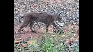 Bobcat caught on trail cam in north Greenville County, South Carolina