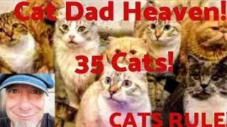 Caturday Cat Cafe In Thailand Having Lunch With 35 Cats Cat Dad Heaven