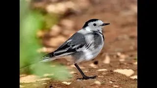 Lavandera blanca Motacilla Alba