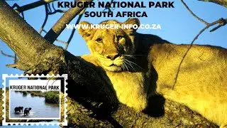Kruger National Park - South Africa