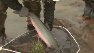 Huge Char caught on the Tree River NWT  Csf 24 22 BIG