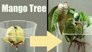 🥭 Mango Tree from Seed in Water ( 30 Days Time Lapse )