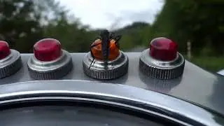 必死にしがみ付く黒虫