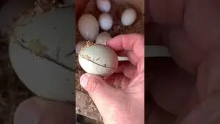 The eggs in the chicken coop are frozen ㅠㅠ