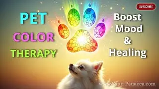 Color Therapy for Pets: How Colors Can Boost Mood & Health