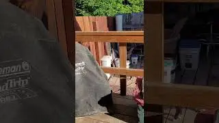 feral kittens bug hunting