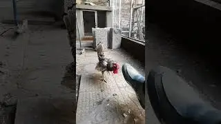 Silver Sebright Rooster in Fight mode #birds #shorts #youtubeshorts