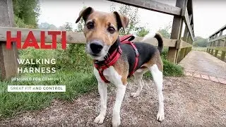 HALTI Walking Harness