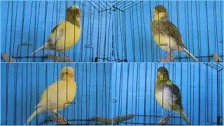 some variegated fife canaries during the moult