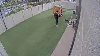 DogMode: Small Dogs Outside