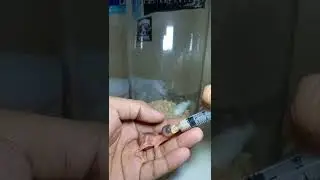 HOW TO FEED BABY SPARROW BIRD