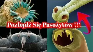 2359. Gonimy Pasożyty Nowa Formuła
