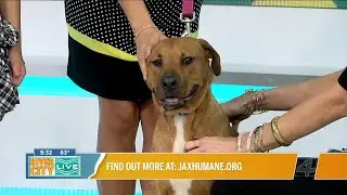 Lucky Penny is looking for her furever home after the hurricane