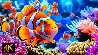 The Best 4K Aquarium &ndash; Soothing Jellyfish & Reef Fish with Sleep Music