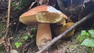 Funghi Porcini 50 pezzi in 50 minuti di godimento assoluto con fungaia strepitosa di Aereus