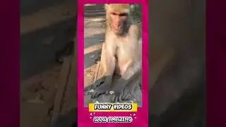 Watch This Cutes Primate's Reaction! #funniest #shorts #viral