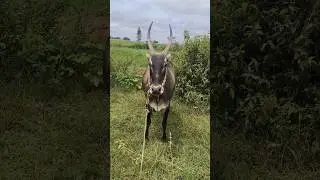Hallikar cow #shorts #explore