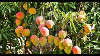 Plantar pé de manga em vaso e produzir em pouco tempo # Frutiferas em vaso