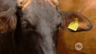 Bondades de los cruces entre Brahman y Angus para prop&oacute;sito c&aacute;rnico