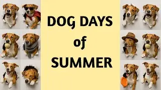 Dog Days of Summer