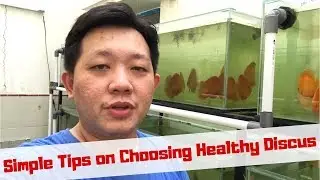 How to Choose a Healthy Discus Fish