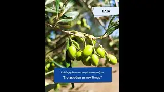 Στο χωράφι με την  𝐓𝐢𝐦𝐚𝐜 - Σκαρμούτσος Γιάννης (Καλλιέργεια Ελιάς)