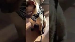 rabbitgoo Arnes Gato Antiescape, Opci&oacute;n interesante si tu mascota nunca ha llevado otro tipo de arn&eacute;