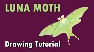 Lets Sketch a Luna Moth