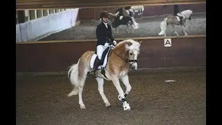 DRESSUURPROEF MET UITLEG VAN DE JURY | Haflingers King & Beau Vlog #46