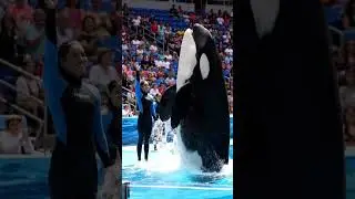 Jessica Meets the Orca Again &mdash; You Won&rsquo;t Believe What Happened!