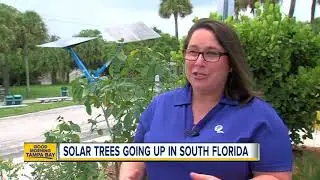 Solar trees 'sprouting' up across South Florida