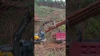 #excavator #loader #handler #crane #backhoe#lift #sawmill #chainsaw #tree #forest #eucalyptus #cedar