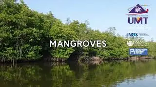 BLACK MANGROVE - By Dr. Behara