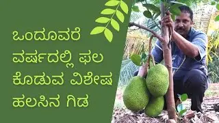 viethnam super early-ಒಂದೂವರೆ ವರ್ಷದಲ್ಲಿ ಫಲ  ಕೊಡುವ ವಿಶೇಷ ಹಲಸಿನ ಗಿಡ-ನಮ್ಮ ಕನಾ೯ಟಕದಲ್ಲಿ.