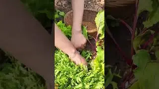 teknik cerdas petani panen sayur selada kriting dengan mudah #farming #agriculture #shorts