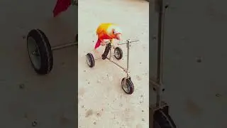 Amazing how beautiful parrots bird is cycling #shorts #trending #talent #amazing