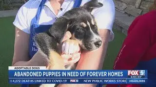 4 Husky Puppies Still Searching For Loving Homes