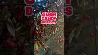 Alien Candy Berries taste like sour patch kids. #foraging #survival #wilderness #food #berries