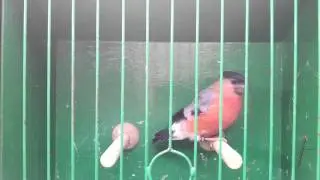 Northern bullfinch 2