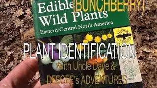 PLANT IDENTIFICATION  - BUNCHBERRY - (Cornus Canadensis)