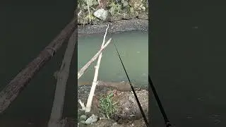 mancing ikan di sungai kecil #mancing #mancingikan #mancingmania #mancingmelem #feedshorts #fyp